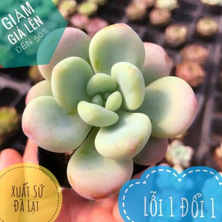 ⚡giống mới⚡sen đá thiên thanh mới size bầu