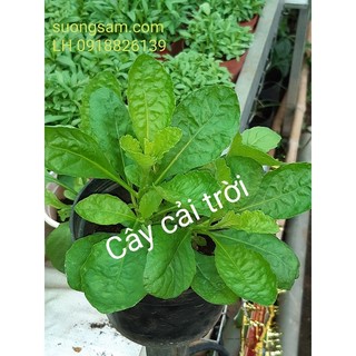 100h hạt giống cải trời