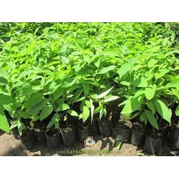 Cây Giống Mãng Cầu Na Dai (sản phẩm có bảo hành)