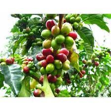 Giống cây cà phê culi siêu trái