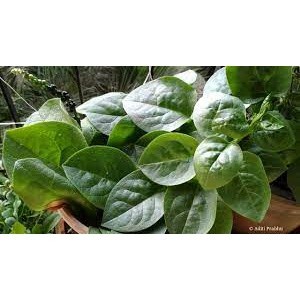 10gr hạt giống rau mồng tơi