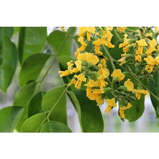 Cây giáng hương