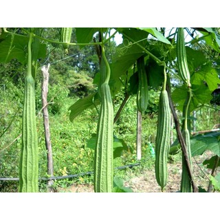 10h hạt giống mướp khía