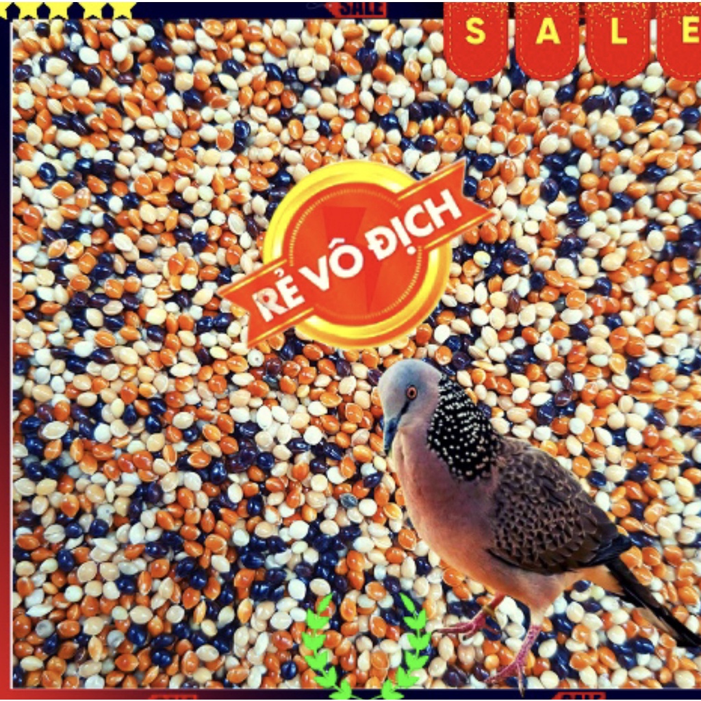 Cỏ Thái 4 Màu 4 Loại Hạt Cho Chim Cu Gáy, Vẹt, Bồ Câu, Yến Phụng