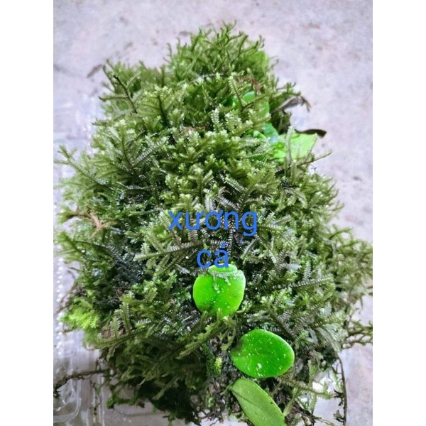 Combo 7 hộp rêu trang trí chậu bonsai, set hồ bán cạn