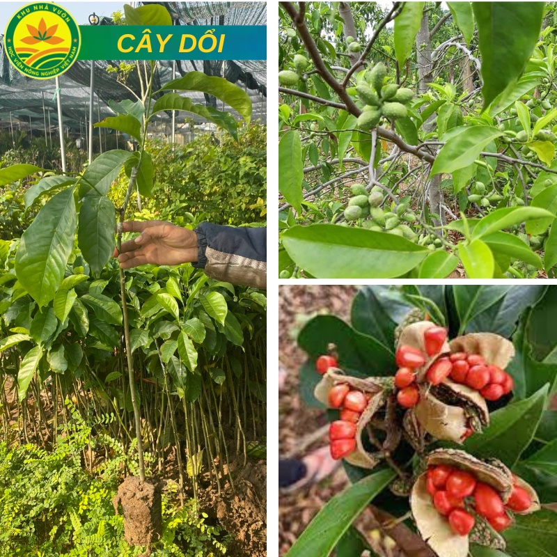 Cây giống Dổi, loài cây vừa thu gỗ, vừa thu hạt, giống chuẩn F1 chất lượng cao, ảnh thật hình 2