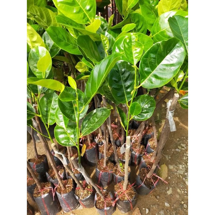 Cây Giống Mít Thái siêu sớm