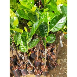 Cây Giống Mít Thái siêu sớm