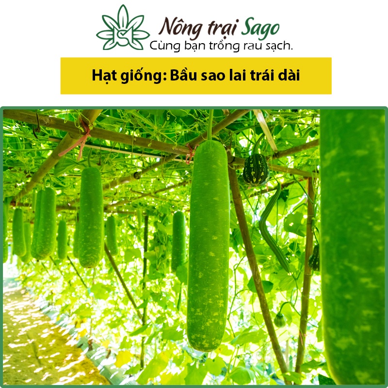 Hạt giống Bầu Sao Lai Trái Dài Trồng Quanh Năm, Sinh Trưởng Khỏe, Ít Sâu Bệnh - Nông Trại Sago