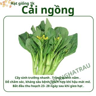 Đồ 1k gói 100 hạt giống rau cải ngồng shop GIONGHATRAU