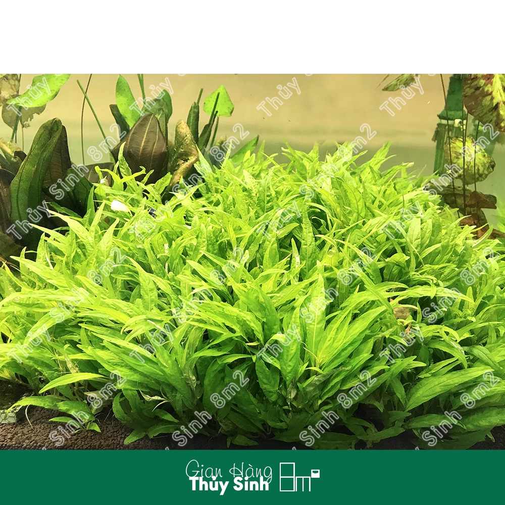 Cây Rau Răm, Cây Rau Thơm Thủy Sinh Tiền Cảnh, Cắt Cắm | 8m2