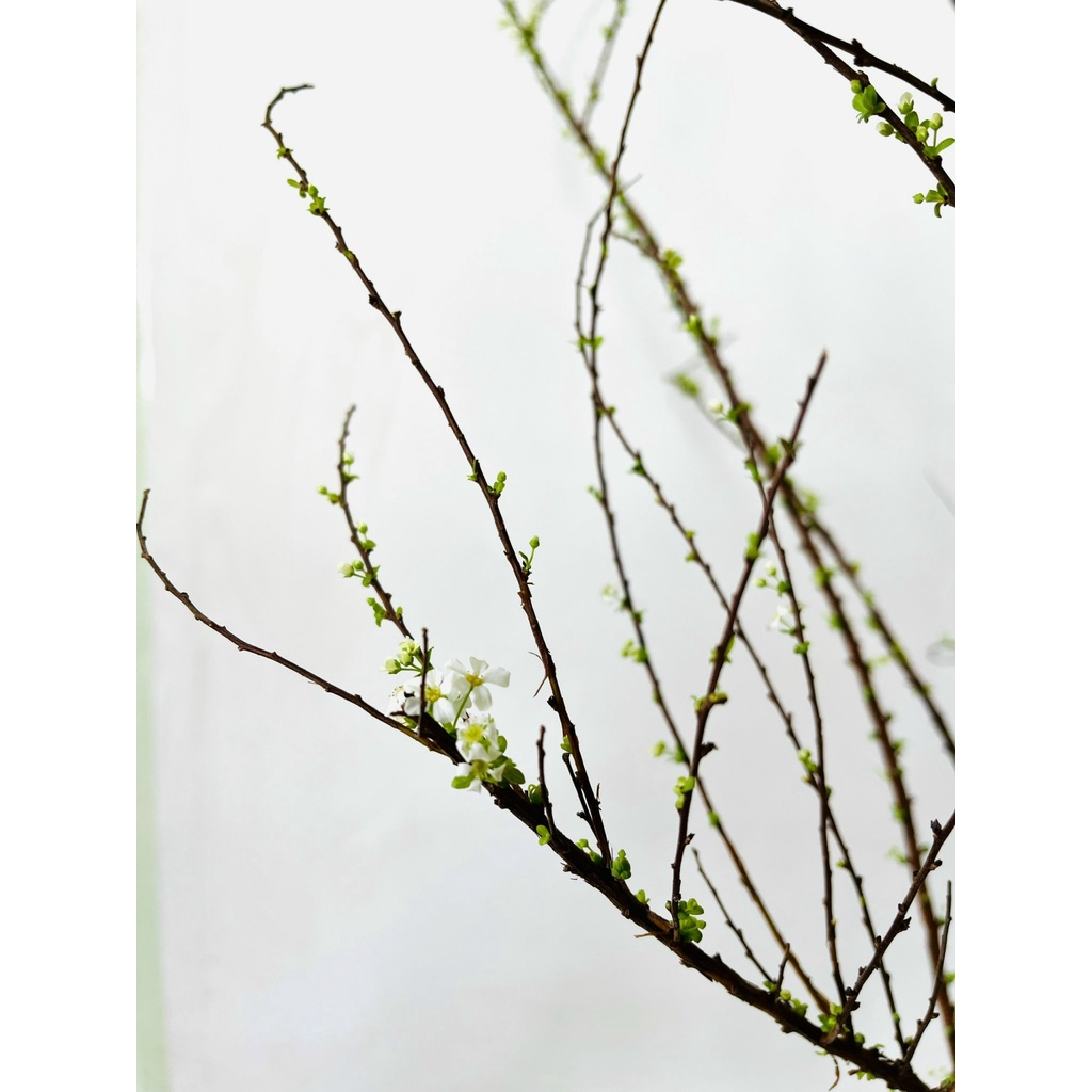 HOA TUYẾT MAI RỪNG NGỦ ĐÔNG CÀNH NGẮN - NGÂM NƯỚC 4-5 NGÀY LÀ NỞ - hoa Mã Thiên Hương - Bạch Câu