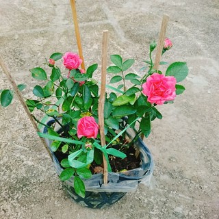 Cây Hoa Hồng Chùm Son