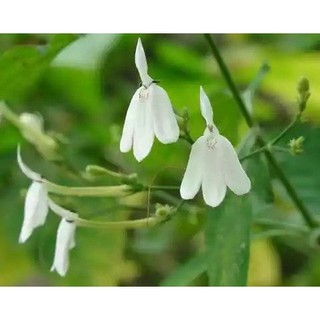 Chậu nhựa mềm kiến cò/ bạch hạt - thảo dược quý🍀🌱
