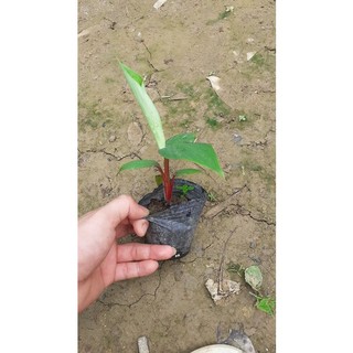 2 cây chuối đỏ dacca