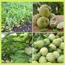 Cây Giống Mãng Cầu Na Dai (sản phẩm có bảo hành)