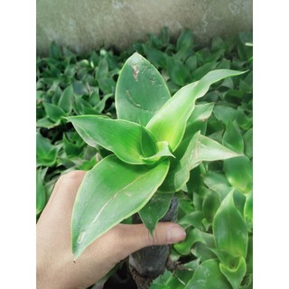 [Cây dược liệu] Cây Lược Vàng
