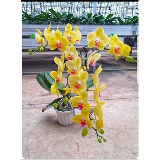 LAN HỒ ĐIỆP CÂY SẴN NGỒNG ĐỦ MÀU HOA