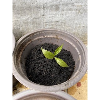 CÂY MẬN ĐIỀU (cao 15 - 20cm) - 1 cây