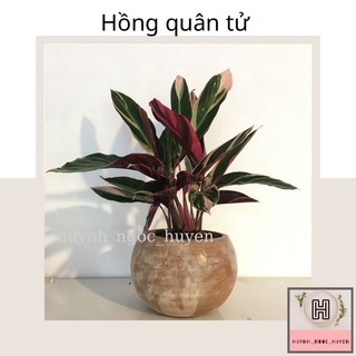 Cây hồng quân tử (3 thân)