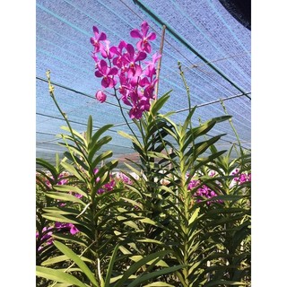 Lan mokara màu tím - cây giống 40cm
