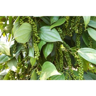 1kg tiêu xanh tươi - sạch - đảm bảo chất lượng