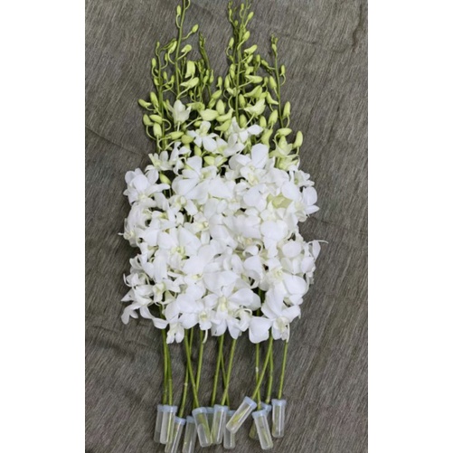 Hoa lan dendro Thái Lan