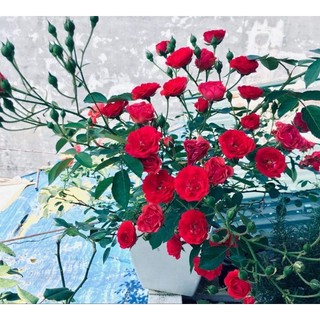 Cây Hoa Hồng Chùm Son