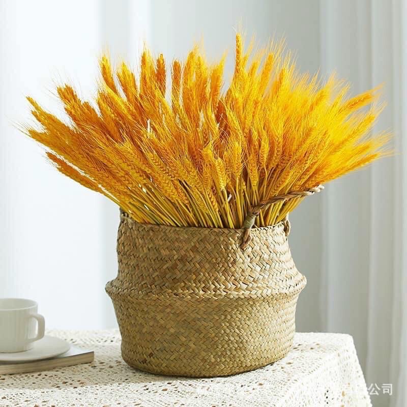 100 Cành lúa mạch vàng trang trí - Bông lúa mạch khô decor trang trí