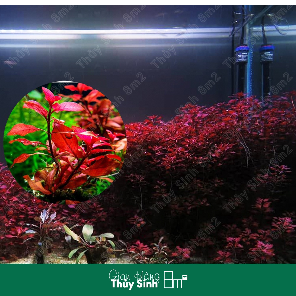 Tân Đế Tài Hồng | Cây Thủy Sinh KHÔNG CO2, Hậu Cảnh, Cắt Cắm | 8m2