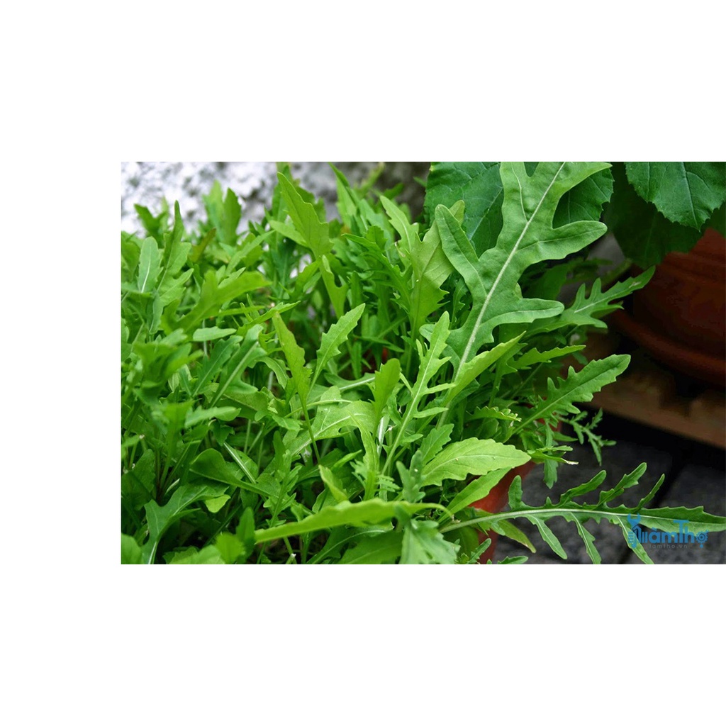 500h Hạt Giống Arugula Rocket Lá Chẻ Pro