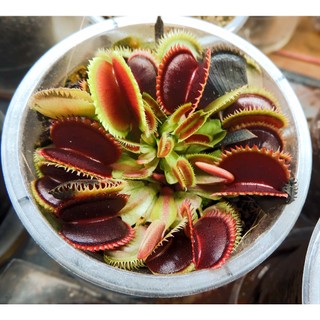 Cây Bẫy Kẹp venus flytrap G16 size lớn