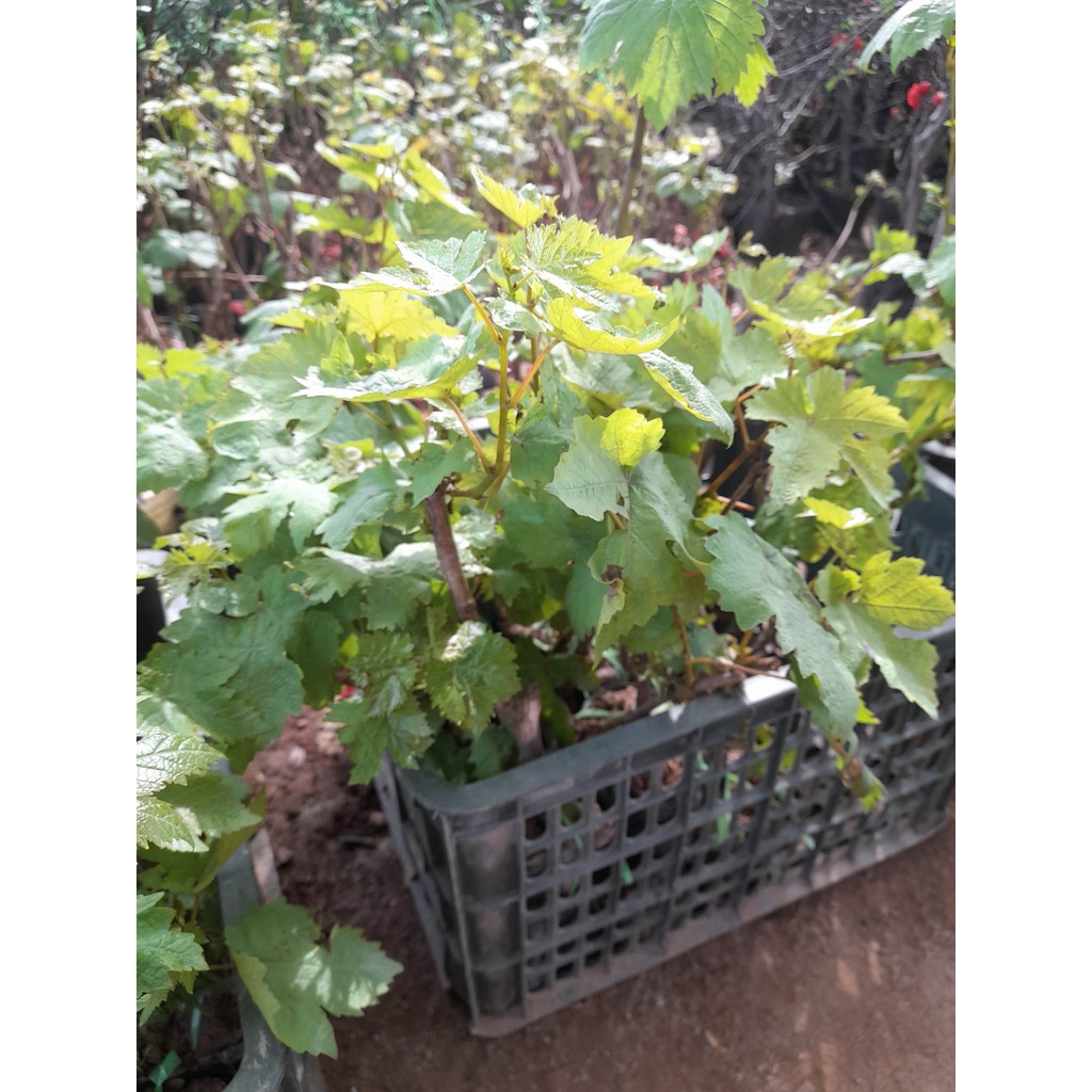 Giống Nho Mỹ  Không Hạt+Tặng kèm phân trùn quế