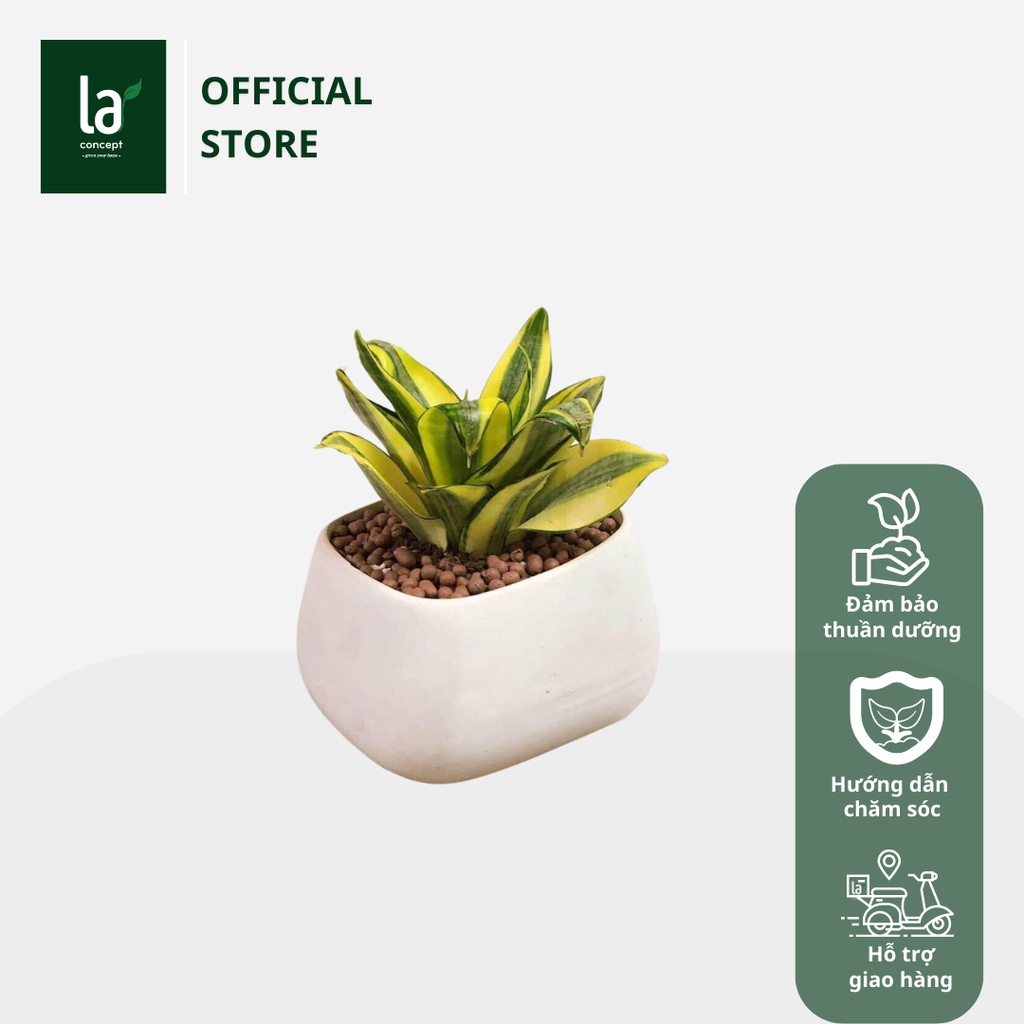 Cây Lưỡi Hổ Thái