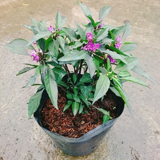 Cây Ớt Tím - cây ớt cảnh - caykiengsadec