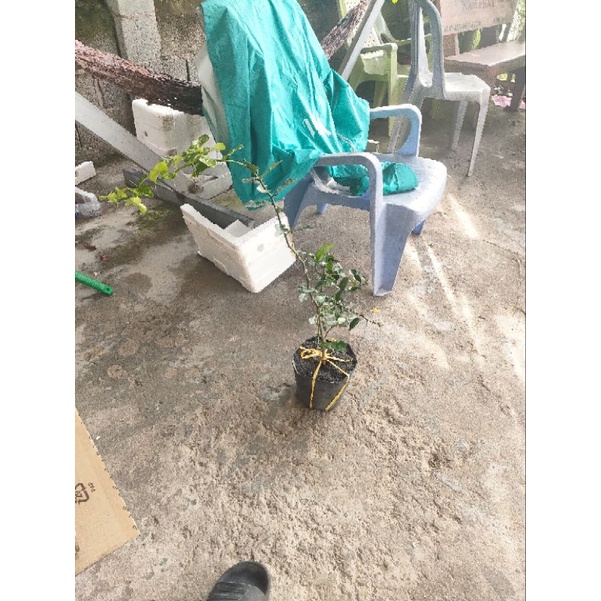 Cây chúc cao tầm 50cm giá 120k
