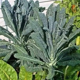 100H -Hạt_Giống_Cải_Kale_Khủng_Long ( tặng kèm kích mầm và phân bón )