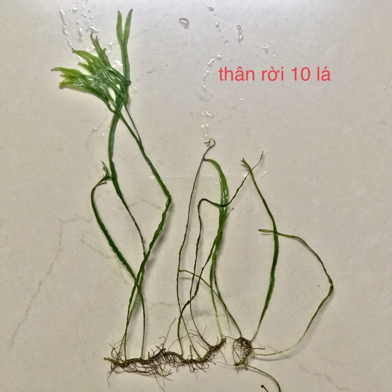 Cây thuỷ sinh - Dương xỉ sừng hưu lá kim