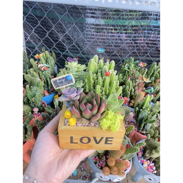 Chậu tiểu cảnh mix sen đá và xương rồng dễ thương thích hợp làm quà tặng sinh nhật, khai trương