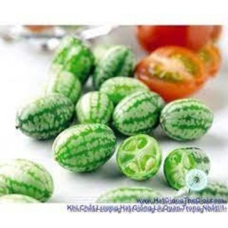 Hạt giống Dưa chuột ( Dưa hấu mini) Mexico 20hạt