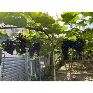 Cây Nho Giống Muscat Bailey