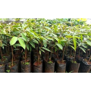 cây sầu riêng thái hạt lép