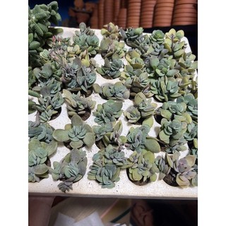 sen đá đô la size vi~ sen đá đà lạt giống mới