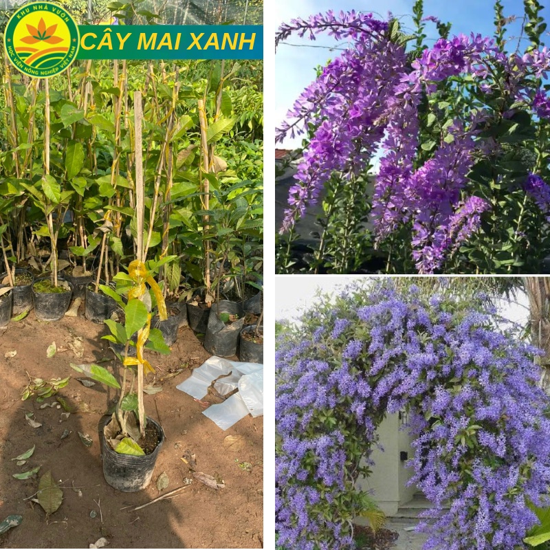 Cây hoa Mai Xanh thái giống, loài hoa mọc chùm biểu tượng cho sự hạnh phúc, hoa siêu đẹp chuyên dùng để trang trí