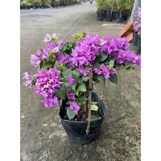 Cây 🌲 Giấy Tím tuyết siêu hoa
