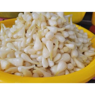CỦ KIỆU HUẾ NGÂM ĐƯỜNG