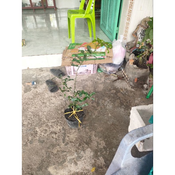 Cây chúc cao tầm 50cm giá 120k