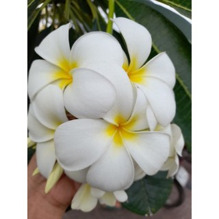 cây sứ đại hoa thơm