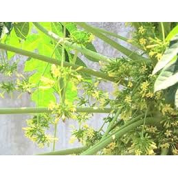 Cây Giống Đu Đủ Đực cấy mô (chuẩn giống - siêu sớm) ( chuyên cây giống có bảo hành)