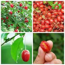 Cây nhót ngọt siêu trái